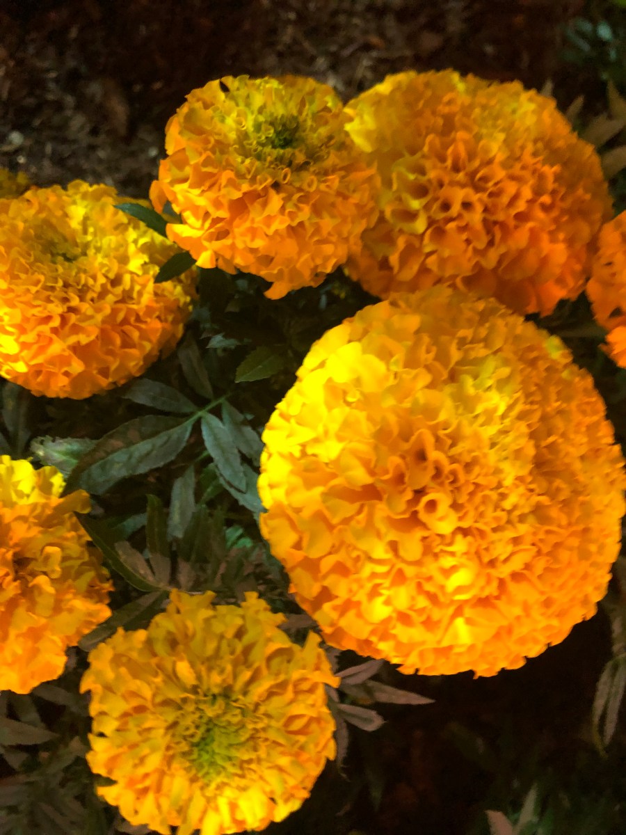 1A2918FF-45B9-4B75-8081-4D314C7FBA43